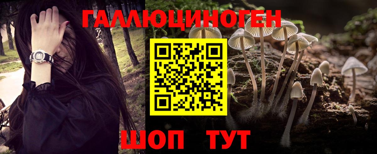 Касимов  Псилоцибиновые грибы Psilocybine cubensis  Вход с VPN 